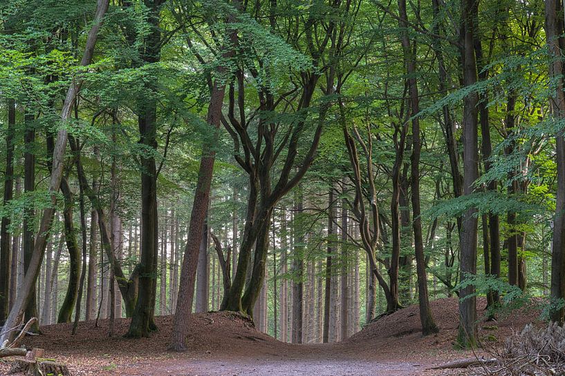 Dans la forêt par Etienne Michel