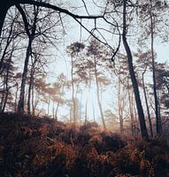 Fog in nature