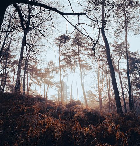 Nevel in natuur