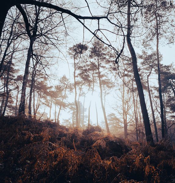 Fog in nature by Carina Meijer ÇaVa Fotografie