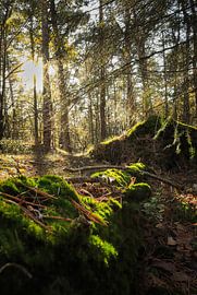 An autumnal forest by J.H Photoart