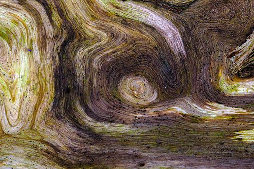 Structuren op dood hout