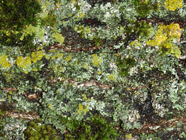 Tree Trunk Structures No. 08