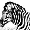 zebra van Henk Langerak