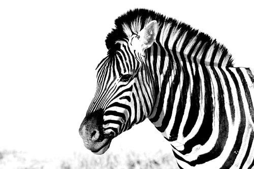 zebra