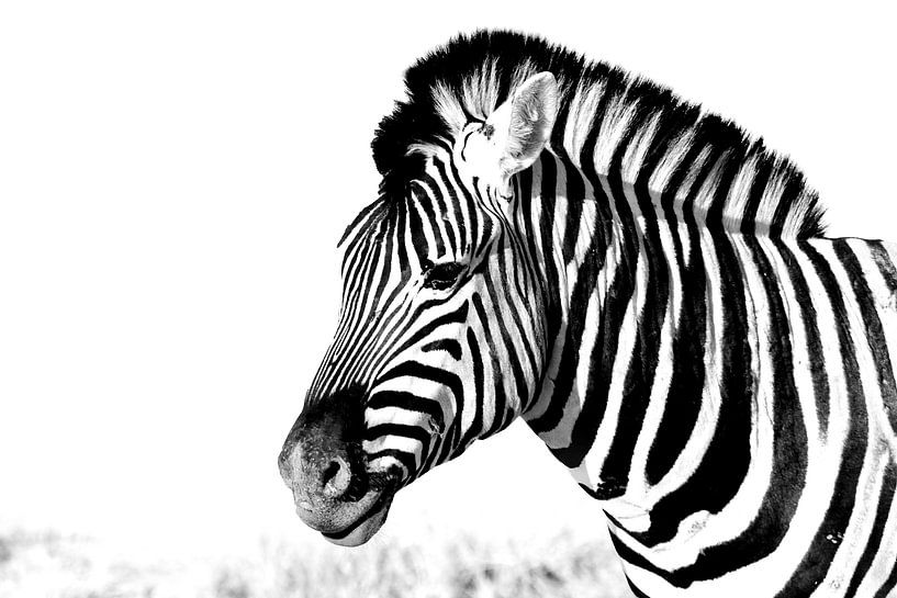 zebra von Henk Langerak