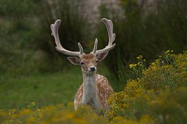 beautiful portrait deer by Wesley Klijnstra