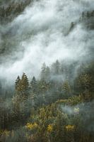 Donker bos met mist in de Canadese natuur