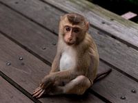 Curious Young Macaque