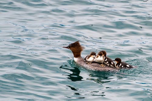 Schattige eendjes zwemmen in het Comomeer