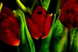 Concept flora : The red queen von Photoart-Naegele