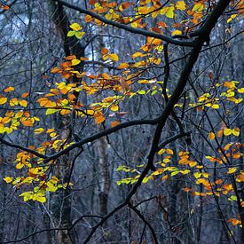Autumn colours in the Hoge Veluwe forest by Martin Hendriks