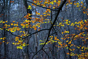 Couleurs d'automne dans la forêt de Hoge Veluwe