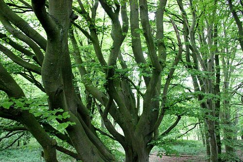 In the forest, between the branches.