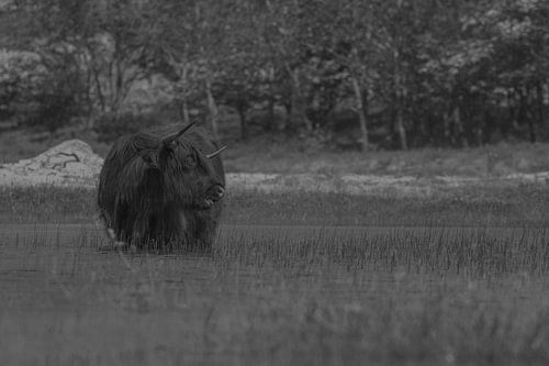 Scottish highlander in the Kennemer dunes