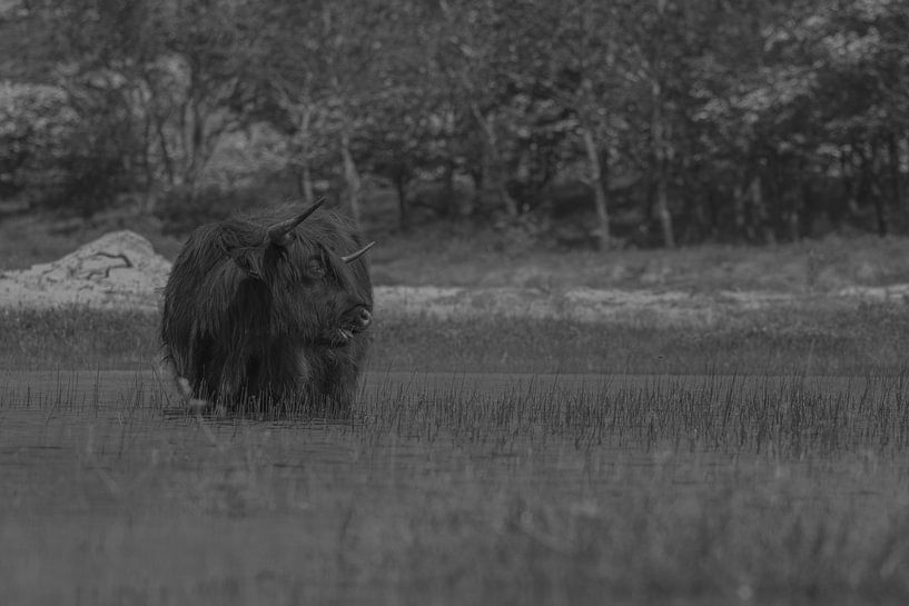 Schotse hooglander in de Kennemer duinen van Peter Bartelings