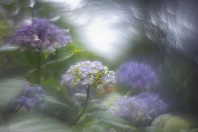 Hortentia dream by Carolina Roepers