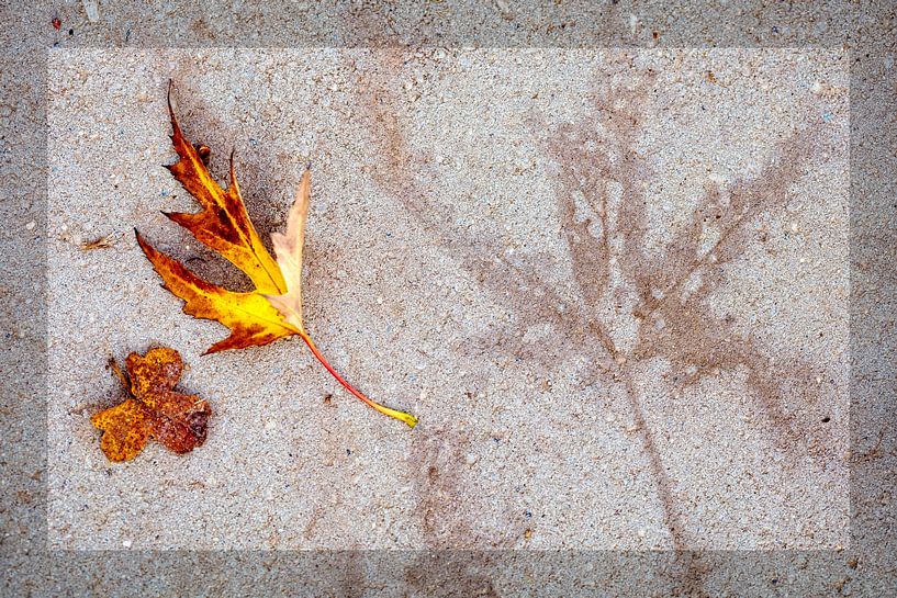 Herbstblatt von Rob Boon