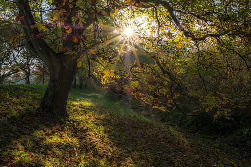 Zonnestraal tussen notenboom