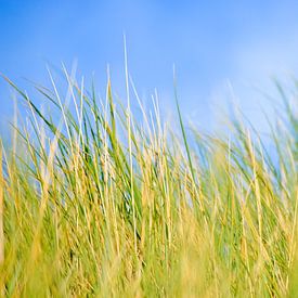 Dune Gras im Wind von Sanne van der Valk