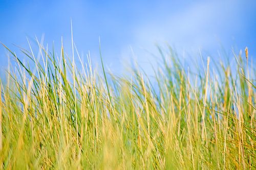 Dune Gras im Wind