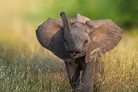 Baby Olifant is niet bang!