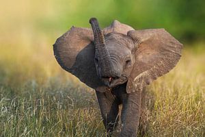 Baby Olifant is niet bang! van Tom Zwerver