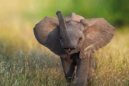 Le bébé éléphant n'a pas peur !
