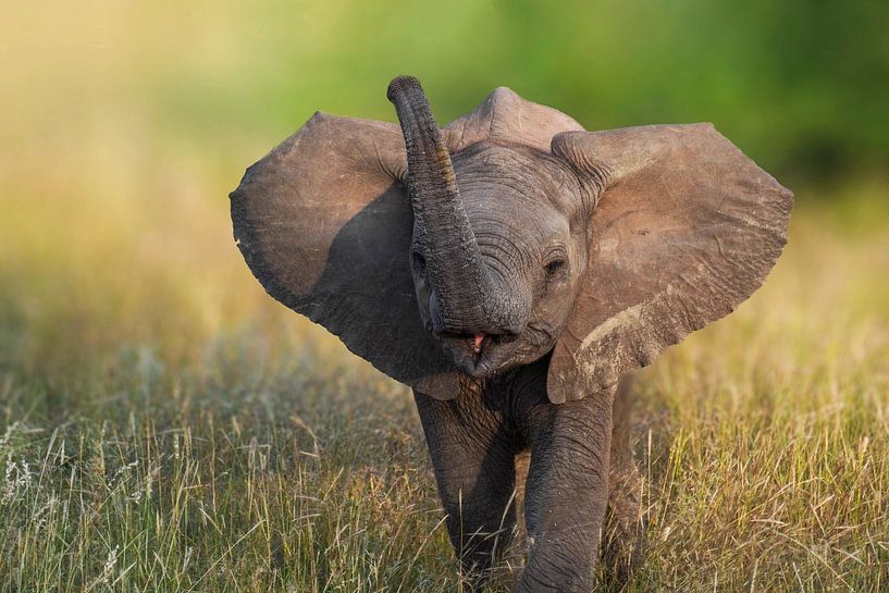 Baby Elephant is not afraid! by Tom Zwerver