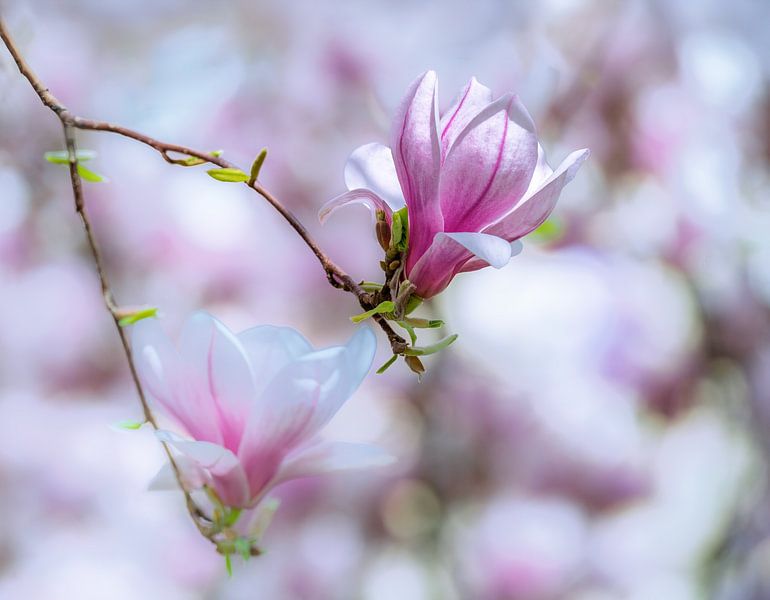 Roze en wit bloeiende magnolia bloemen van ManfredFotos