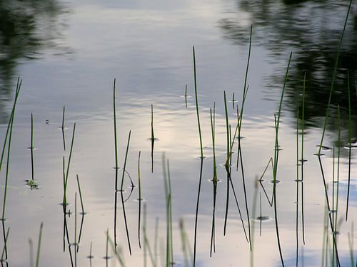 Rietstengels en reflectie van wolken in het water