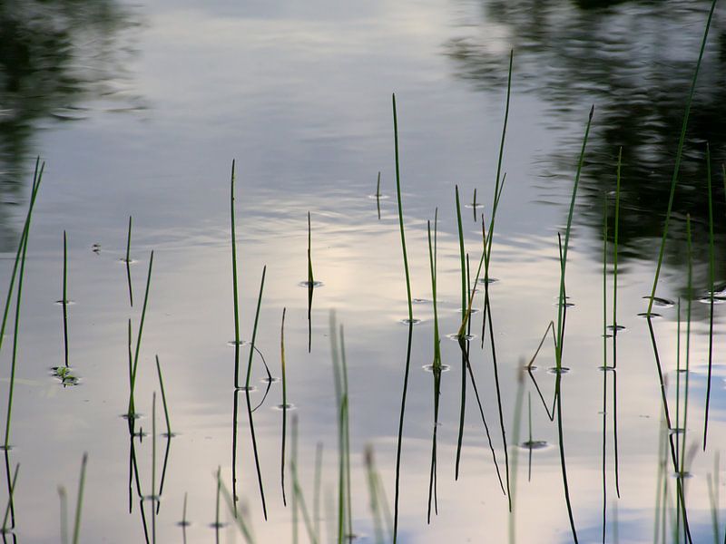 Reed stalks and reflection of clouds in the water by Kristof Lauwers