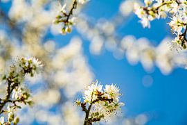 Spring by Frans Scherpenisse