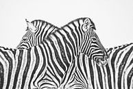 Zebra von Felix Brönnimann Miniaturansicht