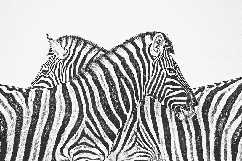 Zebra von Felix Brönnimann
