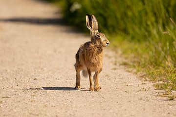 Posierender Hase von Luuk Kuijpers