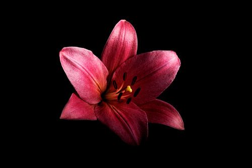 Lelie met zwarte achtergond
