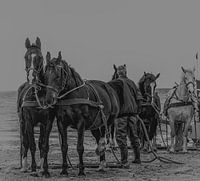 De Stoere reddingspaarden van Ameland