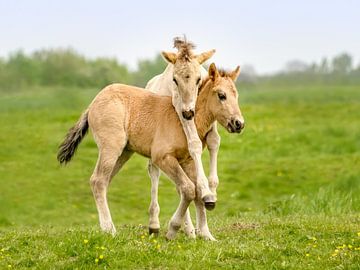 Les poulains de Konik jouent dans la réserve naturelle De Rug sur Katho Menden