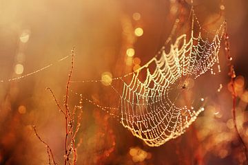 Spider's Web in the Morning Light