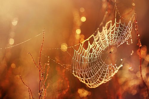 Spinnenweb in Ochtendlicht
