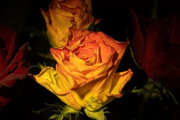Mystieke roos: Rozen zijn rood, maar soms ook rood geel van foto by rob spruit