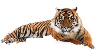 Posing tiger