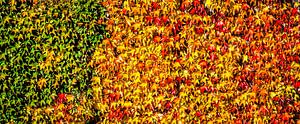 Panorama Feuilles colorées de la vigne sauvage en automne sur Dieter Walther