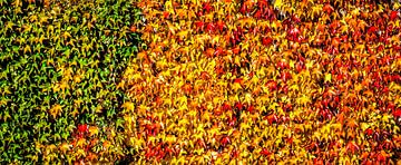 Panorama Kleurrijke bladeren van de wilde wingerd in de herfst van Dieter Walther