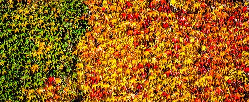 Panorama Colourful leaves of the wild vine in autumn