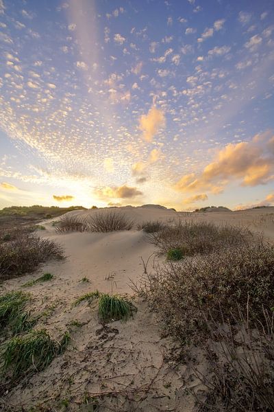 Dune in birch heath by Dirk van Egmond