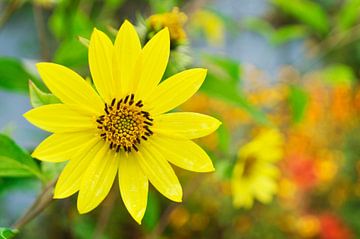 Sonnenblume von Corinne Welp