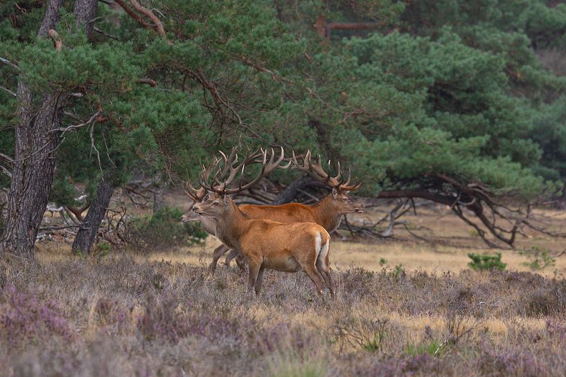 Antlers Red deer (Cervus elaphus) by Eric Wander