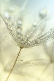 Pastel colour: Drops on a fluff of a dandelion by Marjolijn van den Berg